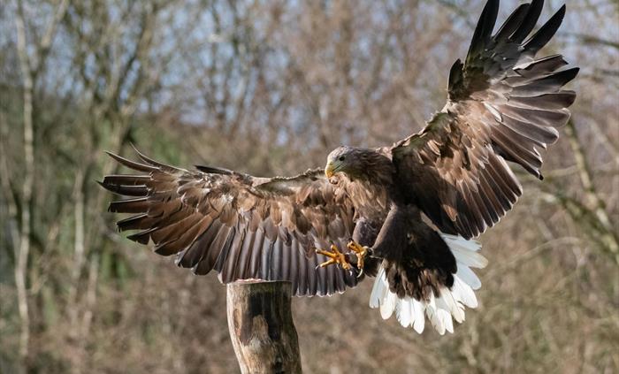 Atlantis - White tailed sea eagle at The National Botanic Garden of Wales